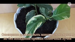 Лимон Вариегата: тонкости ухода