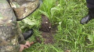 Как копать девясил