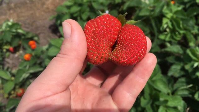 Собираю первую клубнику . смотреть онлайн