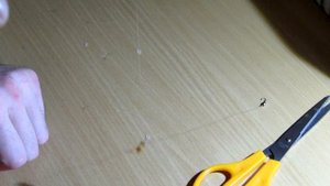 Зимняя снасть с обманкой, и ловля на нее окуня