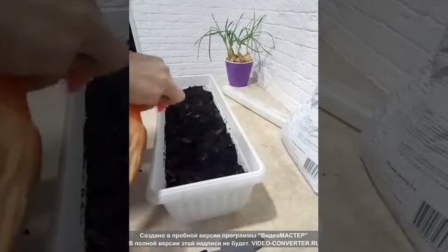 Как посадить шпинат