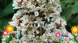 Флокс метельчатый Пюр Филингс. Краткий обзор, описание характеристик (phlox paniculata Pure Feeling