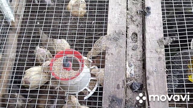 Заготовки. Удобства и ремонт дома смотреть онлайн