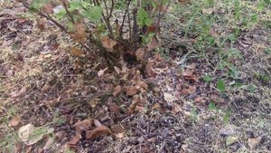 Смородина.  Чем и как удобрить кусты смородины осенью?!