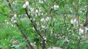 как цветёт у нас голубика высокорослая 23.05.2021. сорт блюкроп часть№1