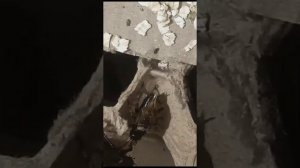 Сверчок двупятнистый (Gryllus bimaculatus) - пение сверчка