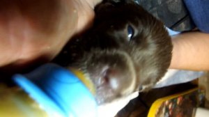 как кормить щенков лабрадора, подкормка 3 недели.puppy labrador.