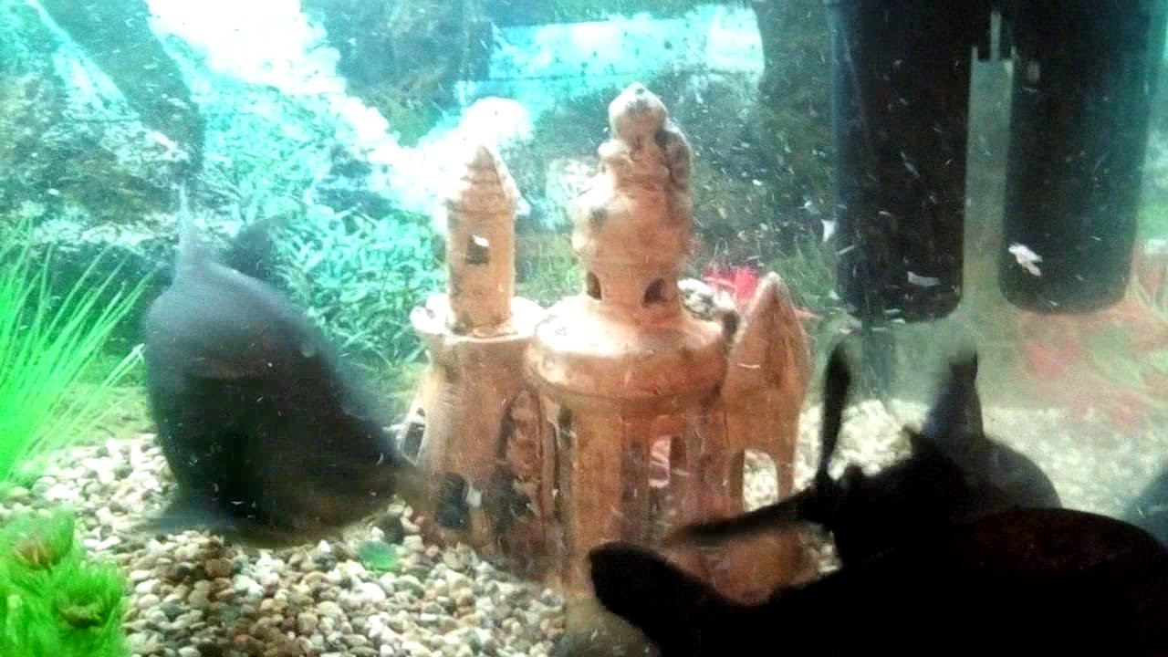 Домашний аквариум.Пираньи не знают сытости. Кусок горбуши разорван за минуту.