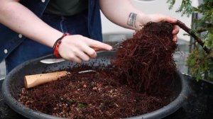 How to create a Juniper Cascade Bonsai