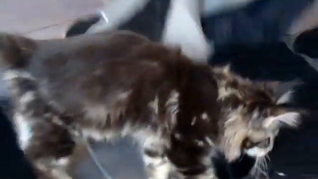 Мейн куны! Котята породы Мейн кун!  Мейн кун ласковый гигант