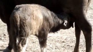 In Askania Nova Zoo. В зоопарке Аскания-Нова.