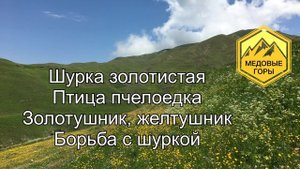 В. Г. Кашковский. Щурка золотистая и борьба с ним