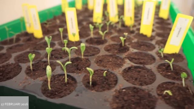 Toms Moestuin 2016 # 11 : Bloemen voorzaaien om in mei tussen de gewassen te planten. смотреть онлайн