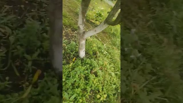 Ловушки для вредителей сада