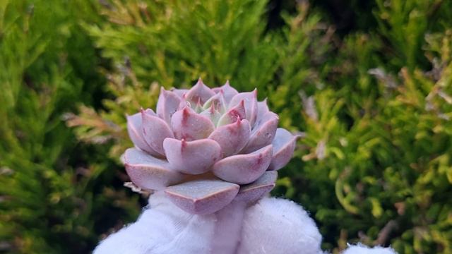 Echeveria Lucidum Roman смотреть онлайн