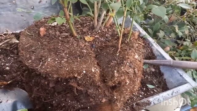 Быстрый способ размножения голубики.