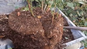 Быстрый способ размножения голубики.