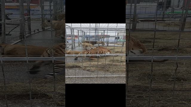 ???тигр