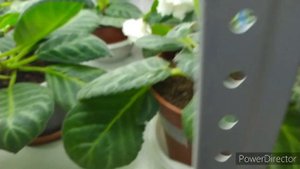 Пересадила цветущую Глоксинию в больший горшок. Стресс,а она цветет.