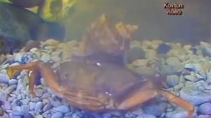 © Рапана убивает травяного краба аквариум