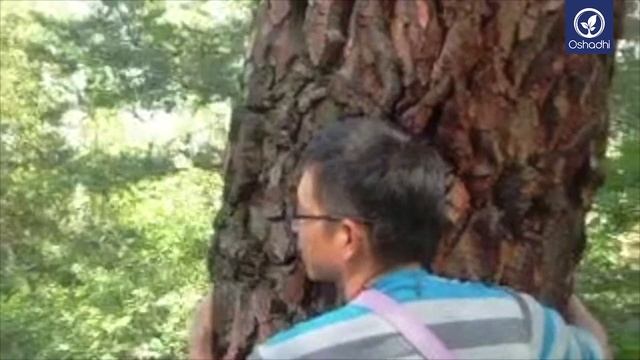 Scots Pine (Pinus Sylvestris) and Conifers | Essential-Oil-Plant Portrait by Dr. Malte Hozzel смотреть онлайн