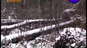 Загонная охота на лося. Рассказывает одна охотница.