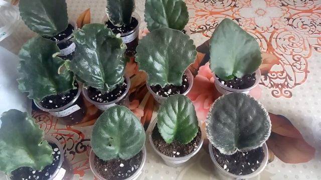 САЖАЕМ БЫСТРО И МНОГО ! СЕКРЕТ В ГРУНТЕ !  САЖАЙ ТАК И УСПЕХ В КАРМАНЕ ) смотреть онлайн