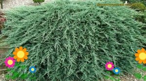 Можжевельник горизонтальный Глациер. Краткий обзор, описание juniperus horizontalis Glacier