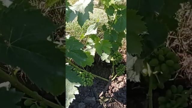 Виноград Хелена #виноград #виноградхелена #ультрараннійсорт смотреть онлайн