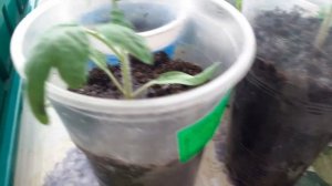 Первая подкормка рассады перцев и томатов после пикировки.Обзор рассады.