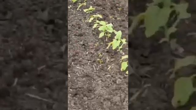 Ротационная борона-мотыга RUBBLE 6000. Работа по подсолнечнику! смотреть онлайн