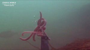 Почему рыба клюет на червя, ведь он не водится в воде?