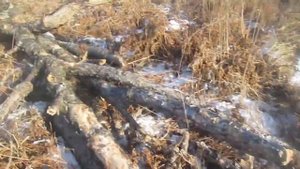 Заготовка дров бензопилой Урал