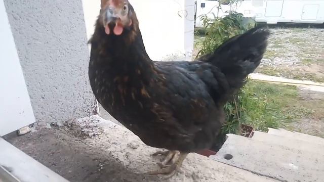 НОВЕНЬКАЯ КУРОЧКА. ЗОЛОТОЙ РЕБЯТЕНОК. АМЕЛИЯ ИЛИ КАМЕЛИЯ??? смотреть онлайн