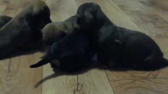 Наши щенки. 2008-12-14 смотреть онлайн