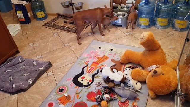 Cirneco puppies смотреть онлайн