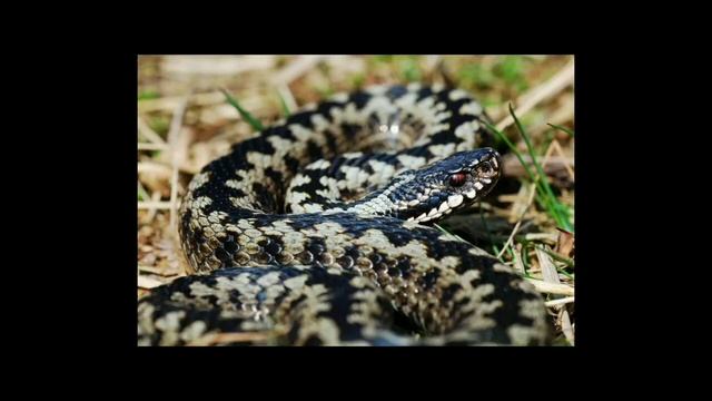 ГАДЮКА ИЛИ УЖ? Как отличить ядовитую змею от неядовитой? (Легко) смотреть онлайн