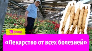 «Лекарство от всех болезней»: брянский пенсионер содержит крупнейшую в России плантацию женьшеня