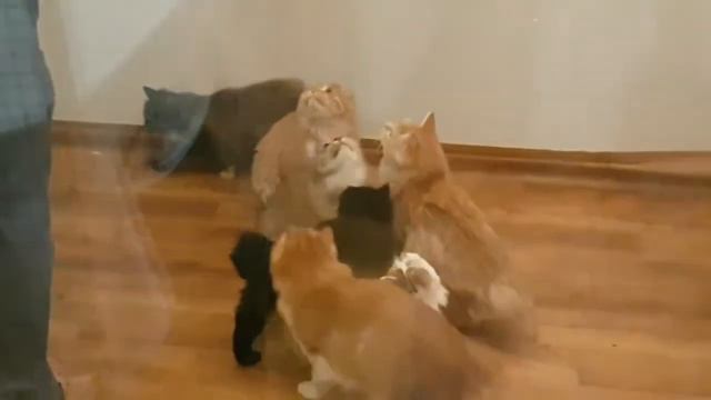 Наши пушистики в добрые руки. смотреть онлайн