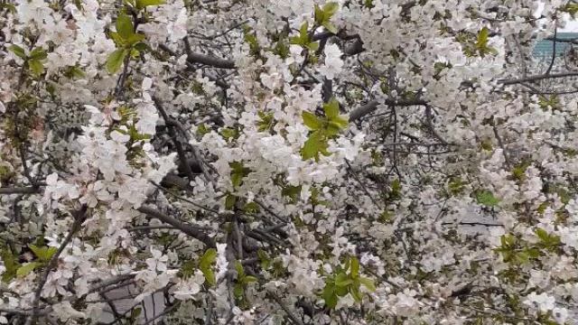 24 апреля 2023 г.(1) смотреть онлайн