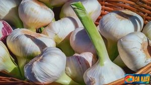 Выращиваем чеснок /Секреты выращивания крупного чеснока