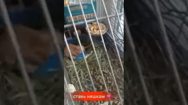 Когда чешится пузико)))) смотреть онлайн