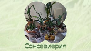 Только тем, кто это любит. Сансевиерия. Пересадка.
