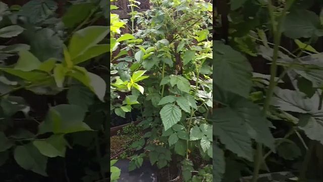 Мучнистая роса и Бактериоз.Способы лечения смотреть онлайн