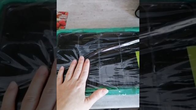 Посев ремонтантной земляники КОКЕТКА