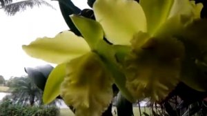 Cattleya orchid -Blc. Ports of Paradise