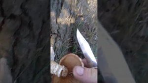 Похож на гриб вёшенка ? но это не он.