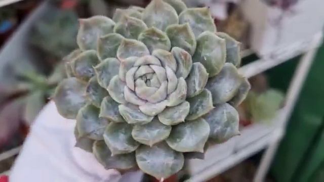 Echeveria ‘Mary Bell’ смотреть онлайн