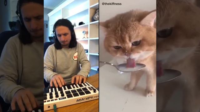 Леша кошек