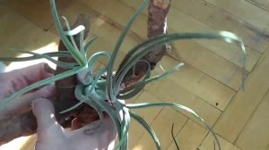 Тилландсии моей коллекции.